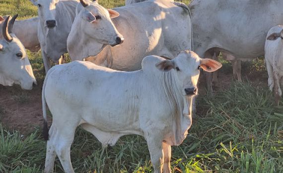 O Sucesso da Pecuária Começa no Nascimento: Práticas Essenciais para o Manejo do Bezerro Recém-Nascido