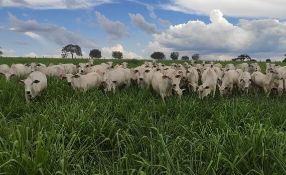 PRO AGRO 5